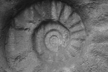 Spirale Fossil Stein Kringel