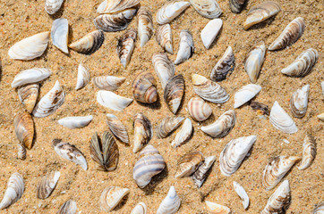Seashells on the Beach Sand Top View. Sea Beach Texture
