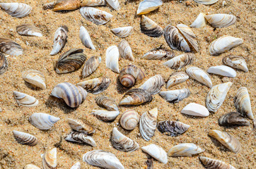 Seashells on the Beach Sand Top View. Sea Beach Texture
