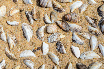 Seashells on the Beach Sand Top View. Sea Beach Texture
