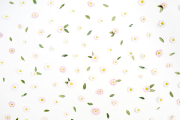 Floral pattern made of white and pink chamomile daisy flowers, green leaves on white background. Flat lay, top view. Daisy background. Pattern of flower buds.