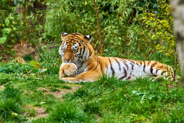 Fototapeta na wymiar Tiger in forest. Tiger in the nature