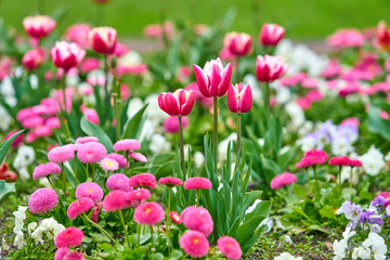 Spring flowers background. Beautiful tulip flower
