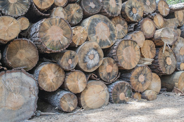 Close up shot of multiple size logs, stacked-up and pine needles on the ground