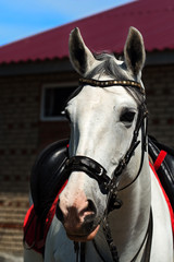 Portrait of a white horse in a bridle and under a saddle