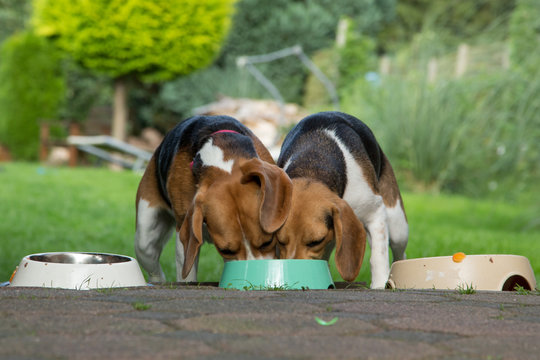 Fressende Beagle