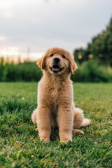 Golden Retriever Puppy