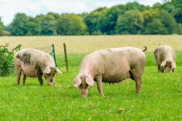 Naklejka na ściany i meble Pigs graze on farm. Pig on green field