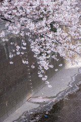 Cherry Blossoms at Meguro River