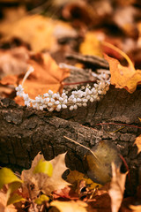 Diadem. Accessories for the bride against the background of the tree trunk and autumn foliage. Artwork. Autumn wedding concept