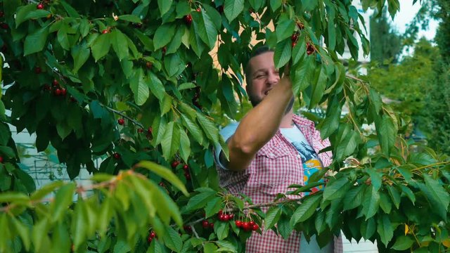 Young guy is gathering the cherries from a tree