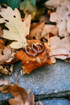 Wedding rings on autumn foliage background