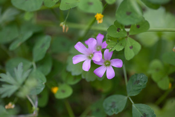 Wood Sorrel Bloom