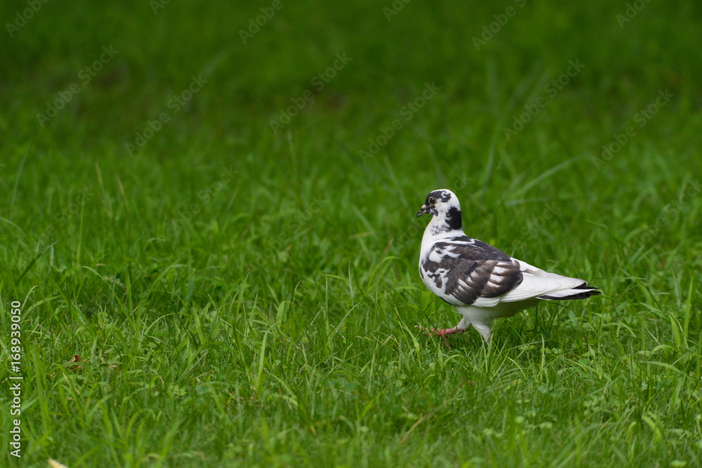 Wall mural rock dove