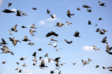 group of flying pigeon