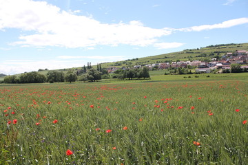 Balade autour de Bergbieten, Alsace - France