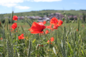 Coquelicots dans un champ, Alsace - France