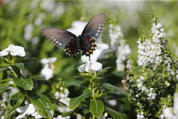 Fototapeta premium Buttefly in flowers in Bloomington, Indiana 