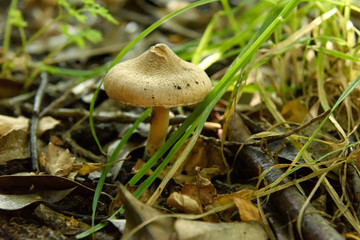 Mushroom in the forest