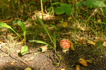 Red-capped mushroom in the forest