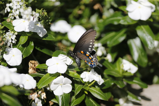Buttefly In Flowers In Bloomington, Indiana 