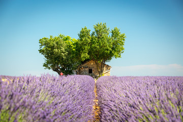 Naklejka premium Beautiful landscape among lavender fields, Valensole, France