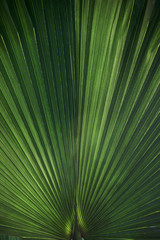 The palm leaf is light and dark green close-up.