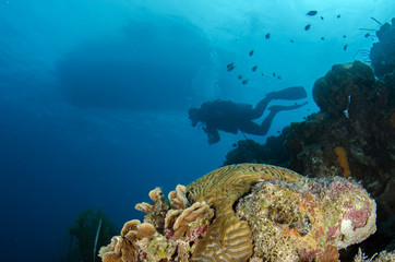 Fototapeta na wymiar Underwater Life