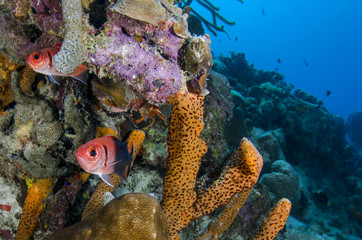 Underwater Life