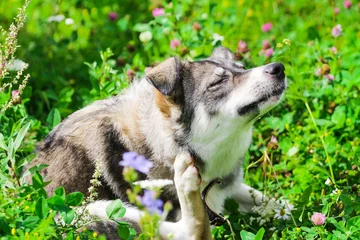 The dog itches © Sergey