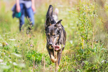 The girl is walking with a dog in the field