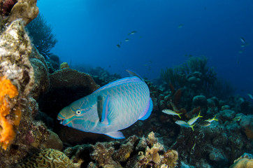 Underwater Life