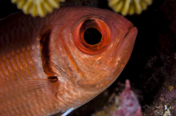 Underwater Life