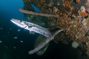 Underwater Life