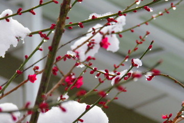  flowers with snow in winter
