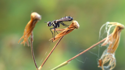 An insect macro photography on a flower