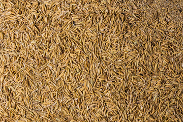 Rice hulls isolated on white background