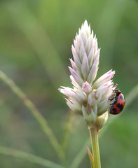 Ladybug macro photography with blur background