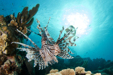 Underwater Life