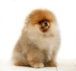 Pomeranian on white background, puppy, dog, isolated