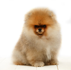Pomeranian on white background, puppy, dog, isolated