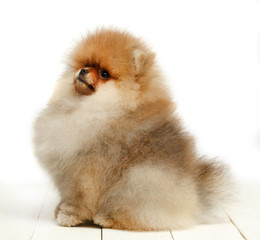 Obraz premium Pomeranian on white background, puppy, dog, isolated