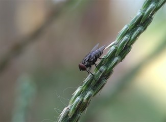 An insect macro photography on a flower