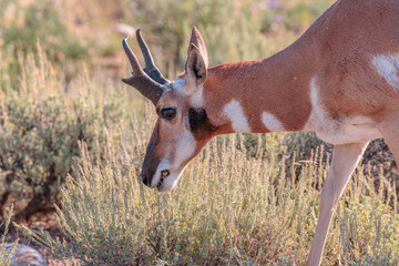 Pronghorn Antelope Buck