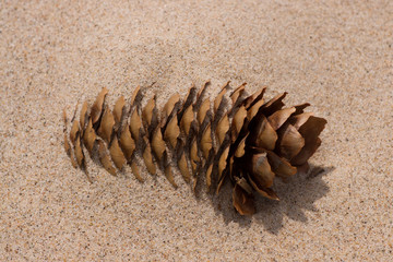 Sand Covered Pine Cone