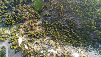 Southern Oregon Trees