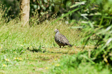 Common Bronzewing Dove