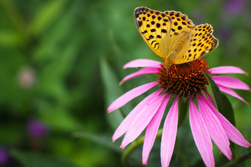 Flower and butterfly.