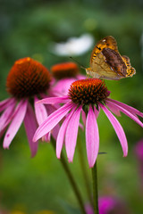 Beautiful flowers of echinacea.