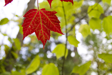 Maple Leaf